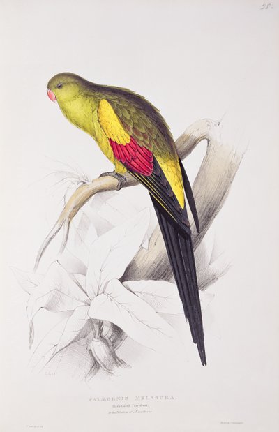 Black-Tailed Parakeet by Edward Lear